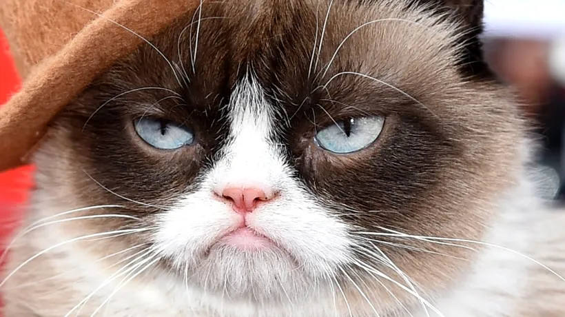 Grumpy Cat, una dintre cele mai celebre pisici din lume, a murit la vârsta de 7 ani