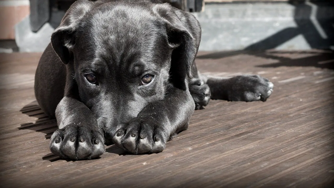 Județul din România unde animalele de companie nu mai pot fi plimbate pe caniculă