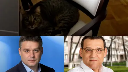 Mutu părăsește primăria sectorului 6 și îi lasă noului edil moștenire... o pisică. Ciucu: „Acum e mai clar ce e cu lucrările întârziate, cineva a tras mâța de coadă”