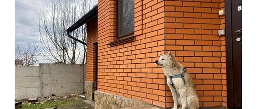 VIDEO | „Hachiko din Makariv”. Povestea câinelui care își așteaptă stăpâna, dispărută în timpul invaziei trupelor ruse