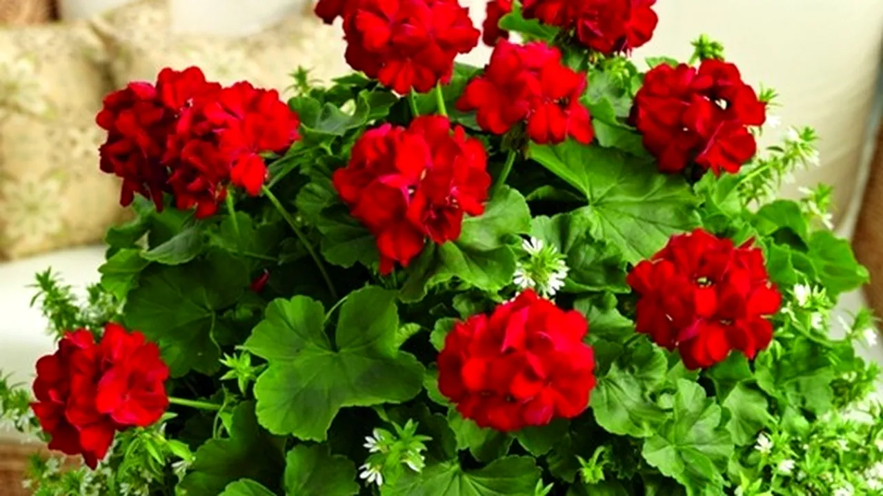 Mușcatele tale pot fi în pericol dacă faci acest gest aparent banal, pe timp de iarnă. Cum eviți pericolul