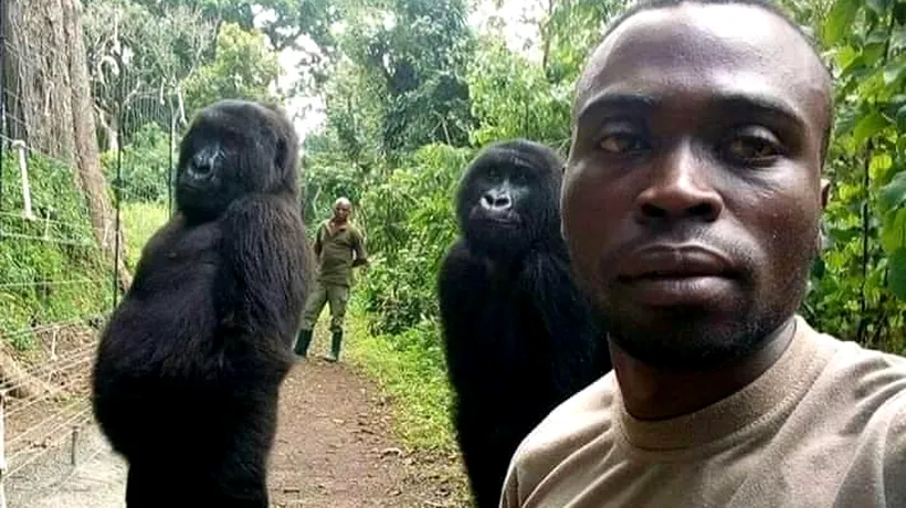 Gorilele de munte, primele la selfie. Cum le-a surprins un pădurar - VIDEO