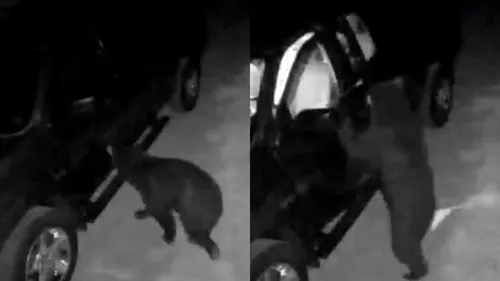 Urs considerat „delincvent în serie”, după o serie de furturi din mașini: „A provocat pagube considerabile” - VIDEO