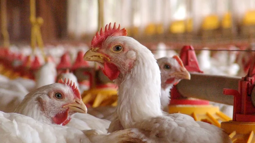Focar de gripă aviară la una dintre cele mai mari ferme de păsări din Japonia. Soldații au fost trimiși să sacrifice peste 1 milion de pui
