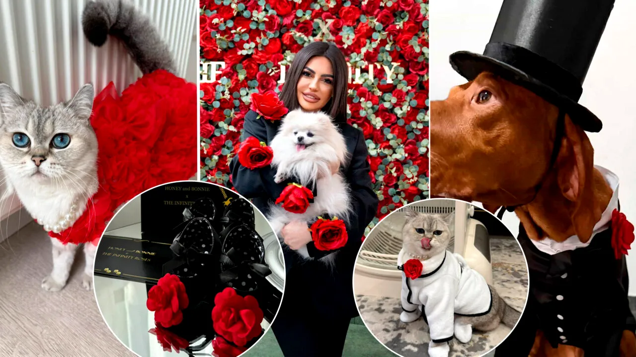 Haute couture pentru pisici si căței. Povestea româncei care transformă animalele de companie în vedete de podium