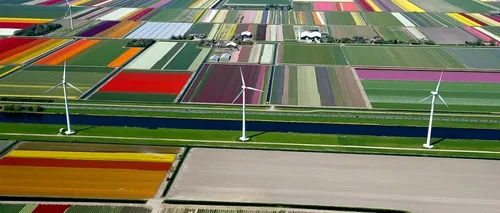 GALERIE FOTO: Câmpurile olandeze de lalele. Când a fost plantată prima lalea în această țară