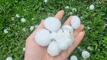 GRINDINĂ de mărimea unei mingi de ping-pong, în județul Dâmbovița. Mai multe livezi și grădini au fost distruse de proiectilele de gheață