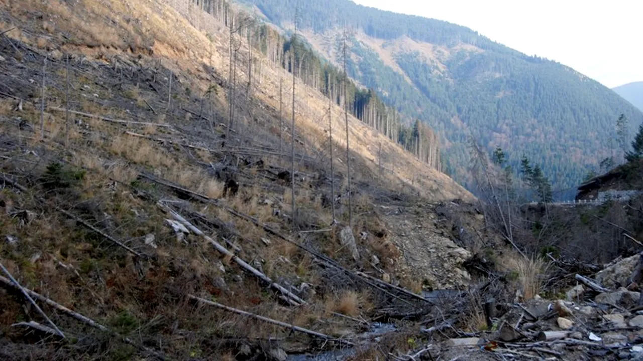 Șapte persoane din Suceava, reținute în urma perchezițiilor în cazul tăierilor ilegale de pădure