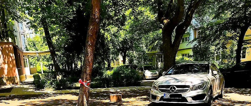 FOTO | Ce a pățit un șofer de Mercedes care și-a parcat mașina într-un părculeț din Bacău