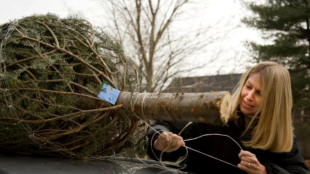 Cum se transportă BRADUL de Crăciun pe mașină și de ce riscă șoferii să fie amendați, într-un asemenea caz