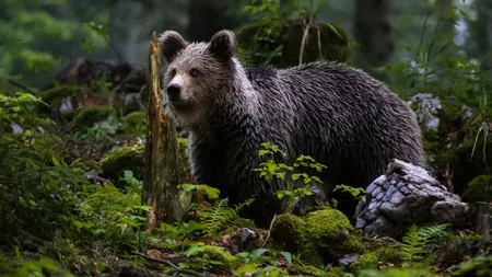 RO-Alert în două stațiuni montane din Prahova. Doi urși au coborât din pădure și au fost văzuți plimbându-se pe străzi: Evitați zona. Rămâneți în case