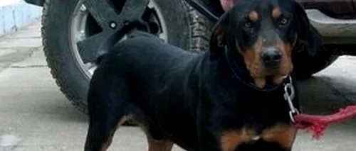 A cincea rasă canină românească se pregătește la Constanța. Copoiul dobrogean, atât câine de vânătoare, cât și de companie