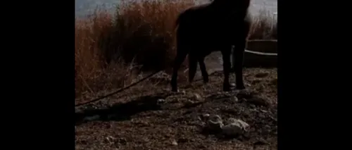 Ce amendă a primit proprietarul cailor abandonați pe malul unui lac din Techirghiol
