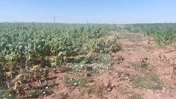 LOVITURĂ pentru agricultorii din Dolj. Culturile de porumb și floarea – soarelui , în pericol: „Nu a mai plouat din 8 iunie”