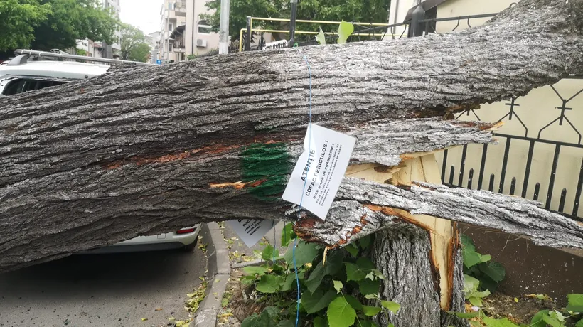 Primarul Sectorului 2 îi cere lui Nicușor Dan să elibereze avizele de DEFRIȘARE, după ce furtuna din București a doborât mai mulți copaci