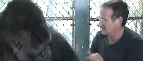 Cum a reacționat gorila Koko, vechea ''prietenă'' a lui Robin Williams, când a aflat că acesta a murit