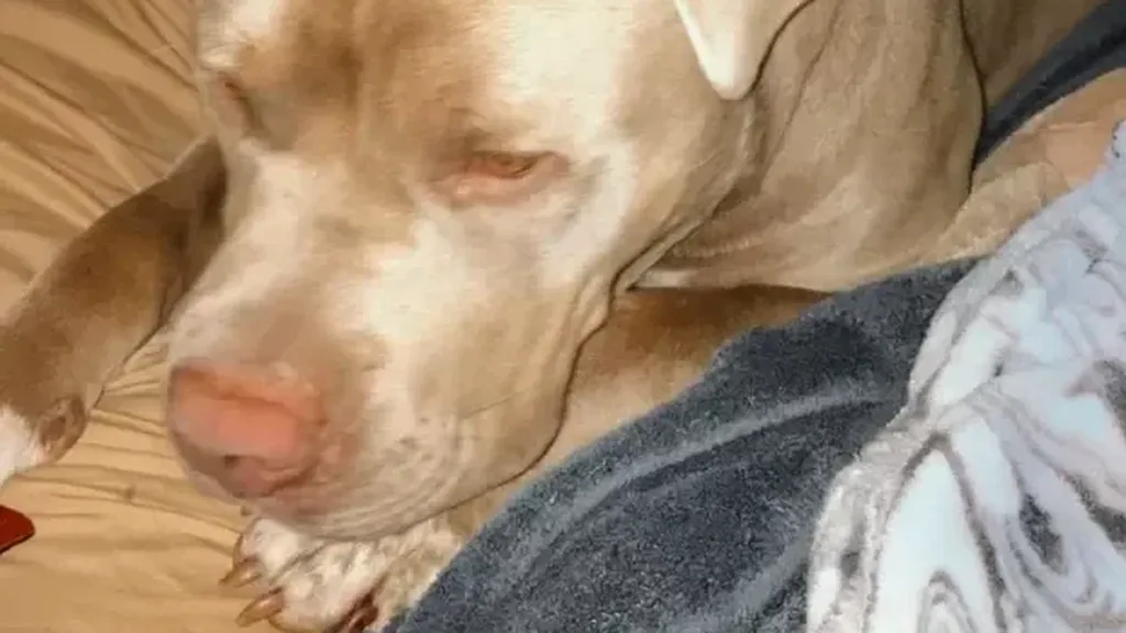 O femeie a fost atacată de propriul câine. Pitbull-ul i-a smuls jumătate de braț: A încercat să mă mănânce de vie
