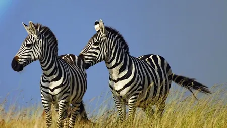 De ce au zebrele dungi? Un studiu științific dă o nouă explicație