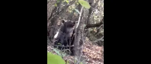#cugandullaanimale. Jandarmii din Bacău au eliberat un urs prins într-un laț | VIDEO