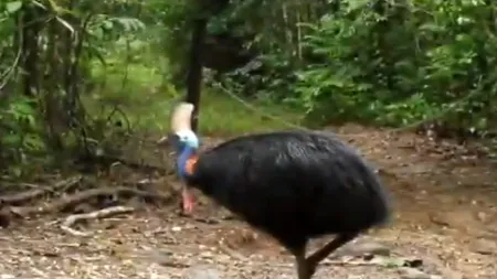 Un bătrân din Florida a fost ucis de pasărea uriașă pe care o ținea în captivitate