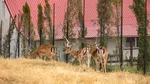Grădina zoologică a lui Viorel Pașca. Bihoreanul deține ilegal zeci de căprioare, despre care susține că sunt „terapie pentru bolnavi”