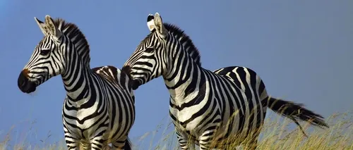 De ce au zebrele dungi? Un studiu științific dă o nouă explicație