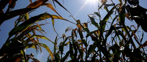 Ponta: Mi-e teamă că seceta și problemele din agricultură vor afecta creșterea economică 