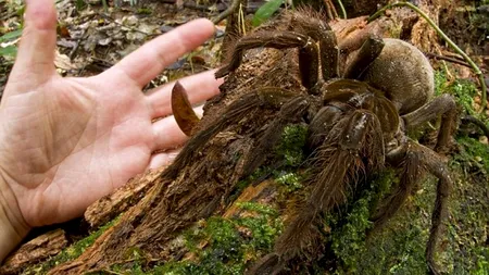 Cele mai neobișnuite specii de animale descoperite în ultimii 20 de ani. GALERIE FOTO