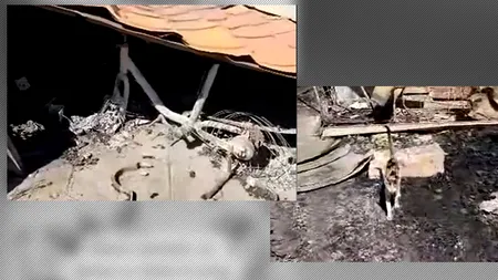 VIDEO | Scene cutremurătoare la Crevedia. Ce a rămas dintr-o gospodărie: un tractoraș de plastic, două pisici și scrumul unui papagal
