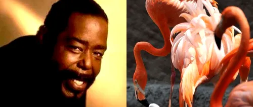 Legătura dintre muzica lui Barry White și împerecherea păsărilor flamingo