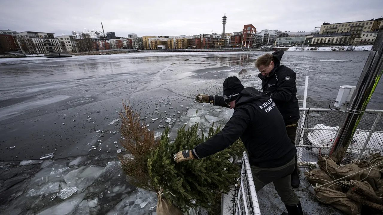 De ce suedezii aruncă brazii de Crăciun în ape? Motivul incredibil pentru care fac asta