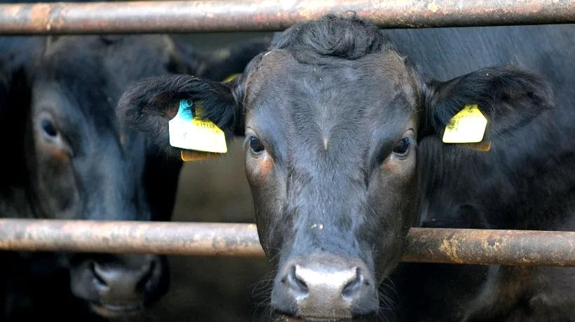 Rusia a interzis importul de carne procesată din Republica Moldova