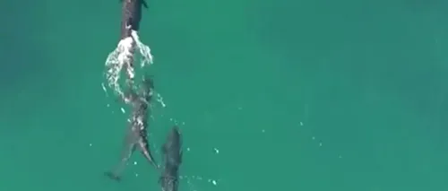 Moment incredibil surprins de o dronă: mai multe balene urmăresc un rechin