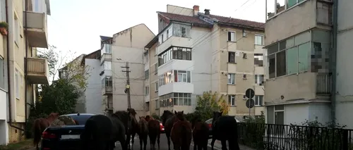 Cai lăsați liberi, la păscut, între două blocuri din Piatra Neamț 