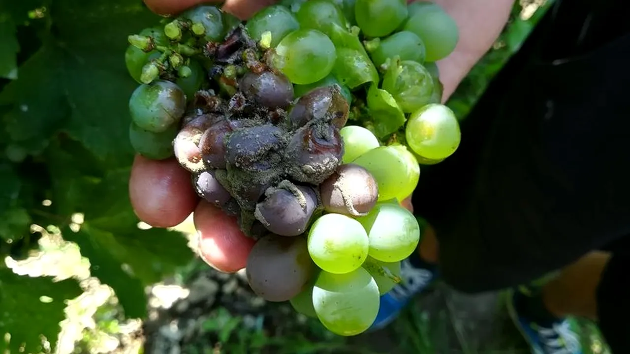 Sute de hectare de vie, distruse de o CIUPERCĂ. Nu poate fi tratată și distruge complet strugurii