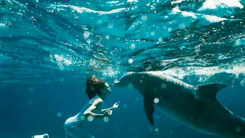 Un delfin EXCITAT terorizează înotătorii care au fost avertizați să evite mamiferul
