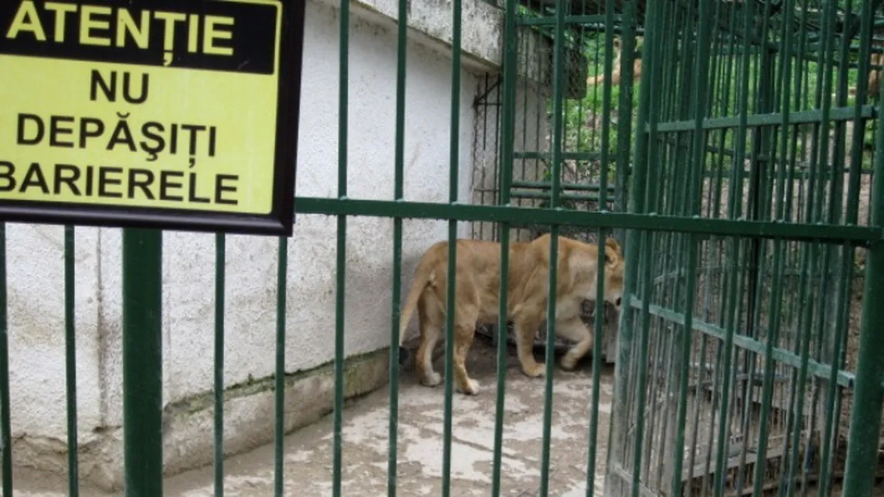 Un bărbat, rănit de o leoaică la ZOO Brașov, după ce s-a aplecat peste balustrada de protecție