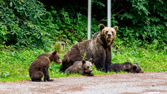 Mesaje Ro-Alert în Harghita. Au fost semnalați urși în mai multe localități