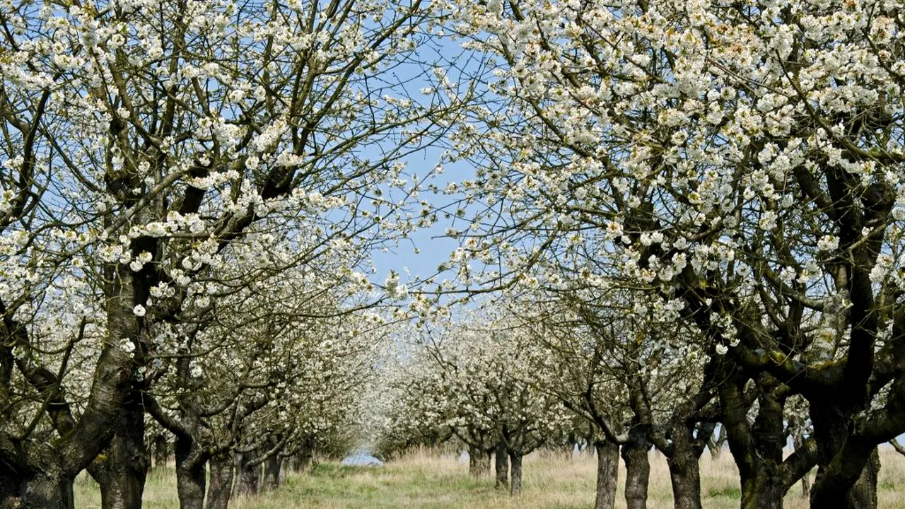 EXCLUSIV. Recomandările specialiștilor în tratamentele pentru pomii fructiferi. Ce lucrări trebuie să întrepindă în livadă fermierii iscusiți