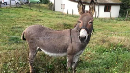 Pablito, măgărușul „pensionat” de la stână, a ajuns la Iași la facultate. Este vedetă la orele de Palpație