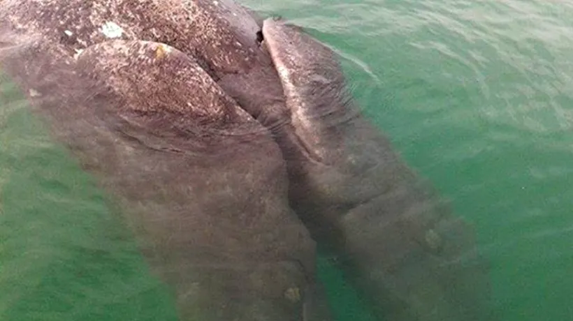 Doi pui de balenă cenușie, descoperiți în Mexic. Este un caz unic în lume