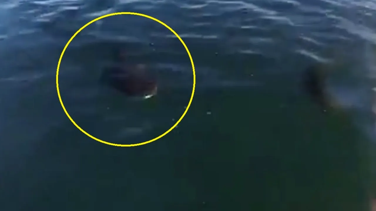 Cum a spraviețuit un surfer confruntării cu un rechin - VIDEO