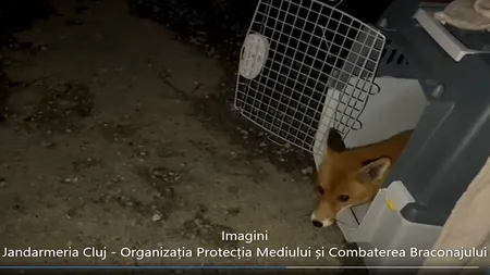 Un bărbat din Cluj-Napoca a găsit o VULPE în mașină. Ce s-a întâmplat cu animalul, după ce șoferul a sunat la 112