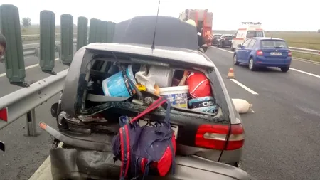 ACCIDENT BIZAR. Un porc a căzut dintr-o mașină pe autostrada A1. Au urmat momente de panică printre șoferi (FOTO)