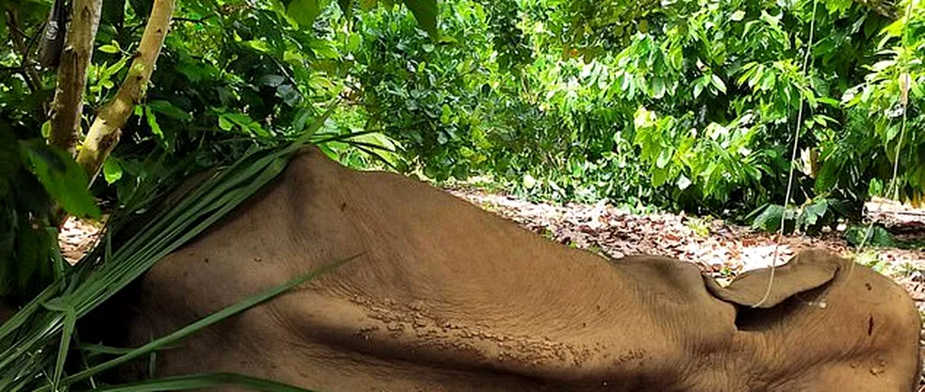 ÎNFIORĂTOR. O femelă elefant a mâncat un ananas în interiorul căruia erau ascunse petarde, folosit de localnici pentru a-și proteja câmpurile împotriva mistreților. Elefantul a decedat în chinuri