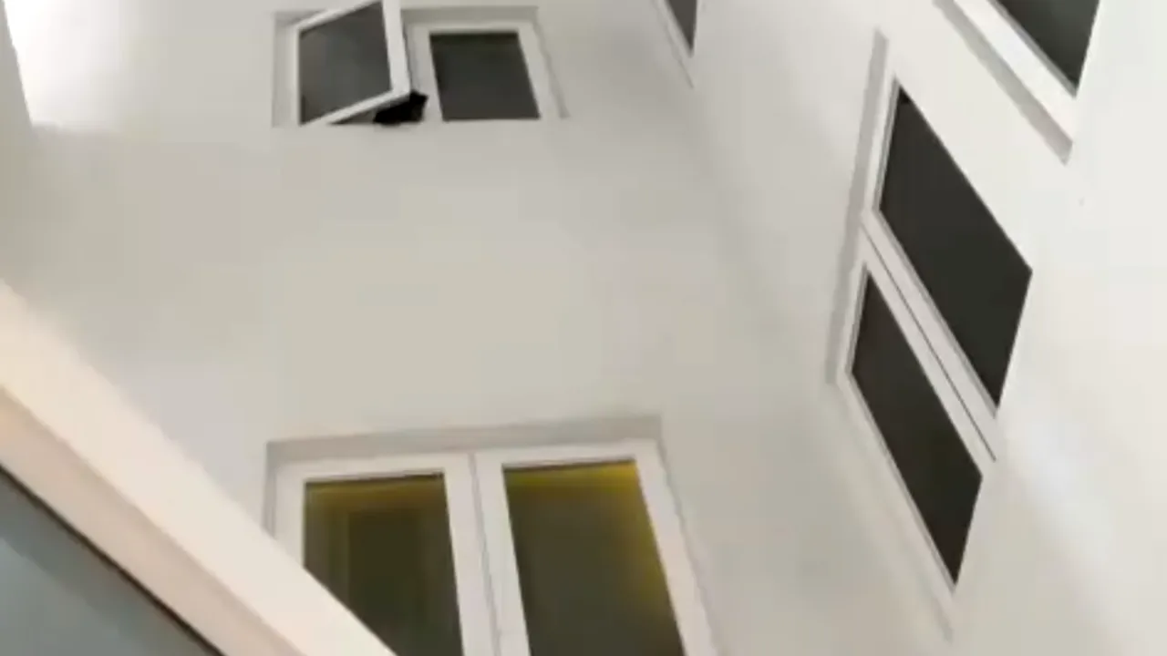 L-a salvat de pe marginea drumului crezând că e un câine, dar după 6 luni s-a trezit cu poliția la ușa. Ce animal de companie avea femeia i-a îngrozit pe toți vecinii - VIDEO 