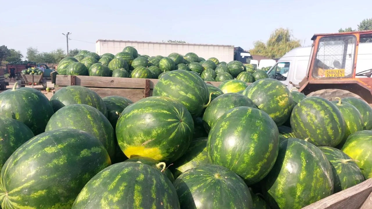 CANICULA scade prețul pepenilor. Cu cât au ajuns să se vândă în Dăbuleni