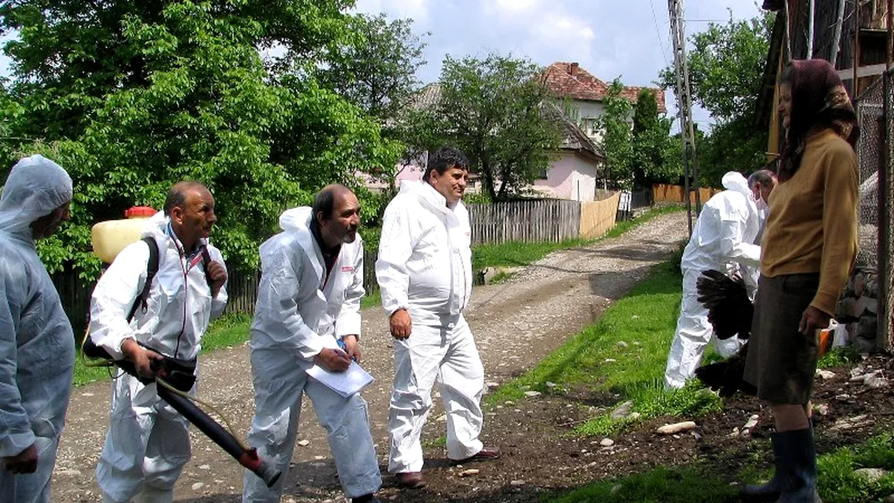 Gripa aviară ar putea reveni. Avertismentul ONU