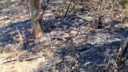 Fenomen misterios la Arad: incendii subterane și copaci care ard din interior