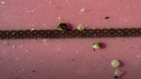 Ninge cu microplastic în Siberia? Oamenii de știință sunt șocați! - VIDEO